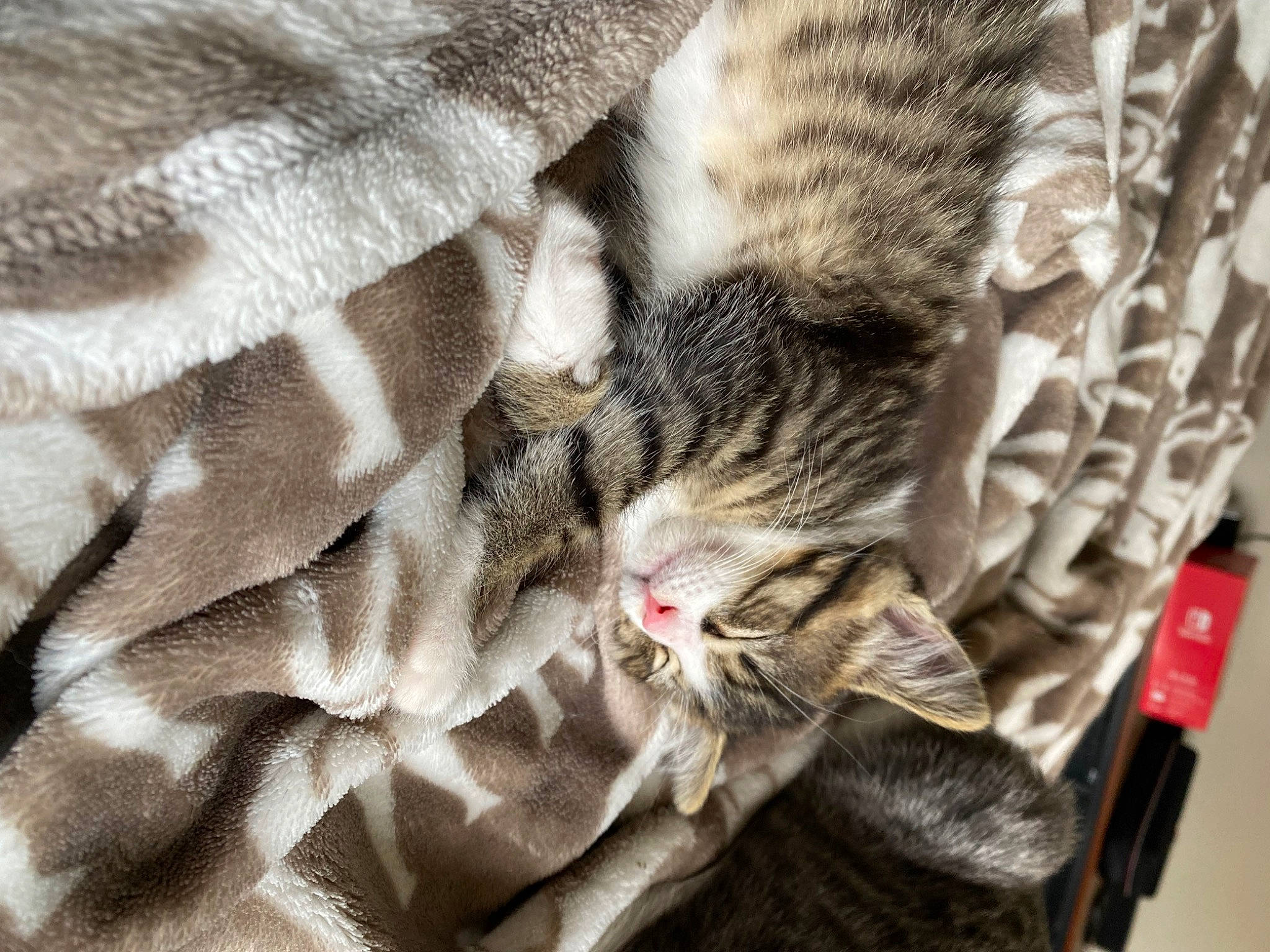 Piper joined the competition — help win amazing prizes! carnivore, cat, claw, close_up, comfort, domestic_short_haired_cat, felidae, fur, grey, linens, nap, pattern, paw, sleep, small_to_medium_sized_cats, tail, terrestrial_animal, whiskers