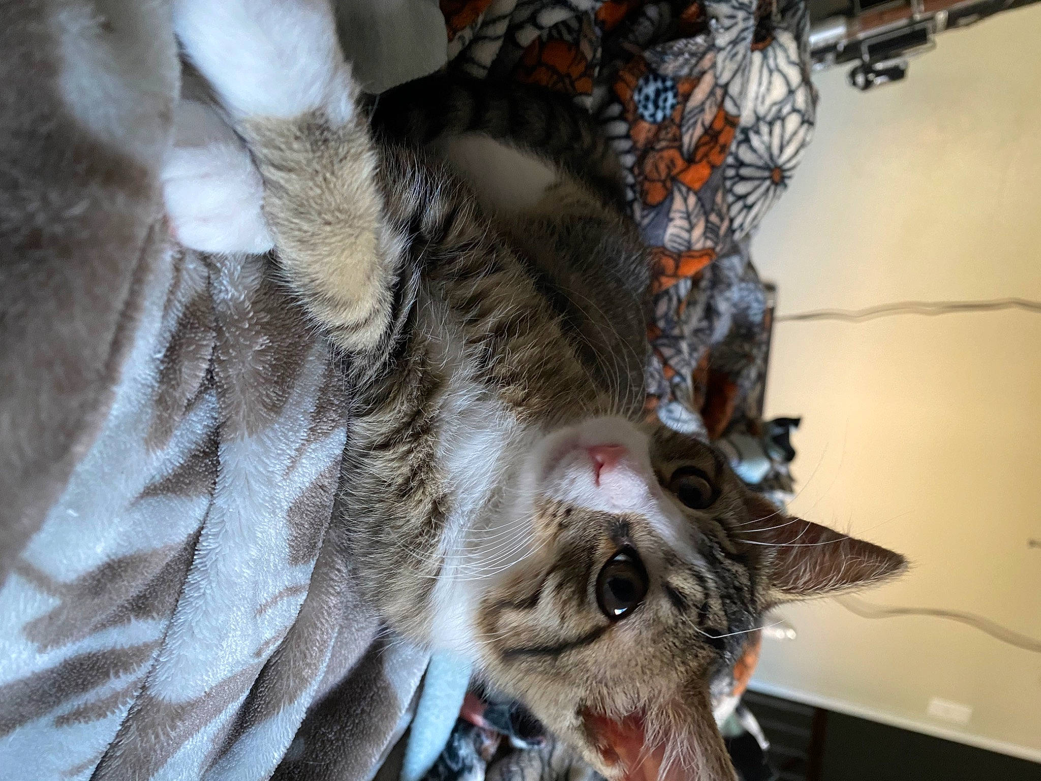 Piper joined the competition — help win amazing prizes! carnivore, cat, claw, domestic_short_haired_cat, feather, felidae, fur, grey, small_to_medium_sized_cats, snout, sporting_group, tail, tree, whiskers, wing