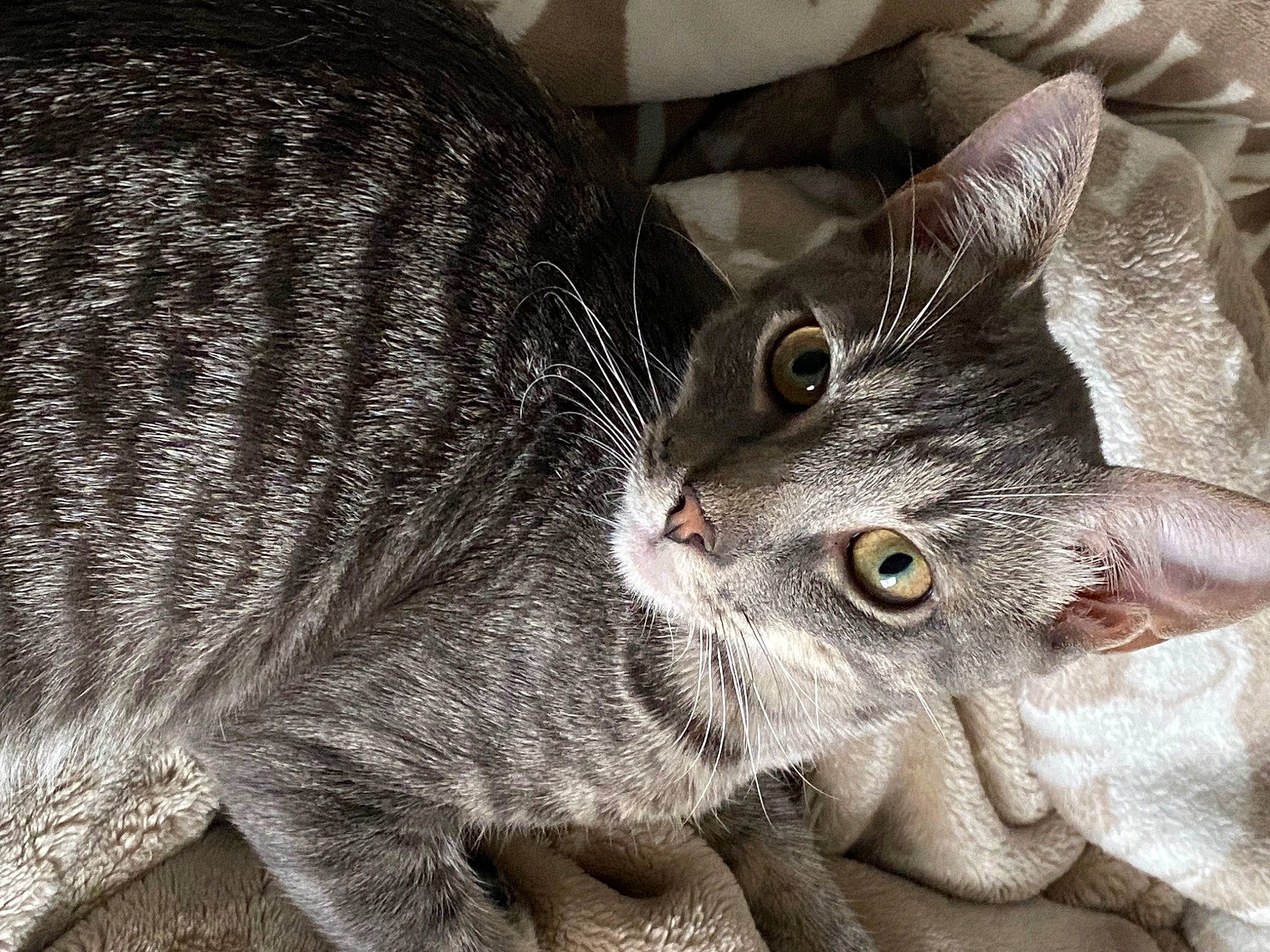 Huckleberry is registered to the contest to win money with this photo: carnivore, cat, claw, close_up, comfort, domestic_short_haired_cat, ear, felidae, fur, iris, paw, small_to_medium_sized_cats, snout, tail, terrestrial_animal, whiskers