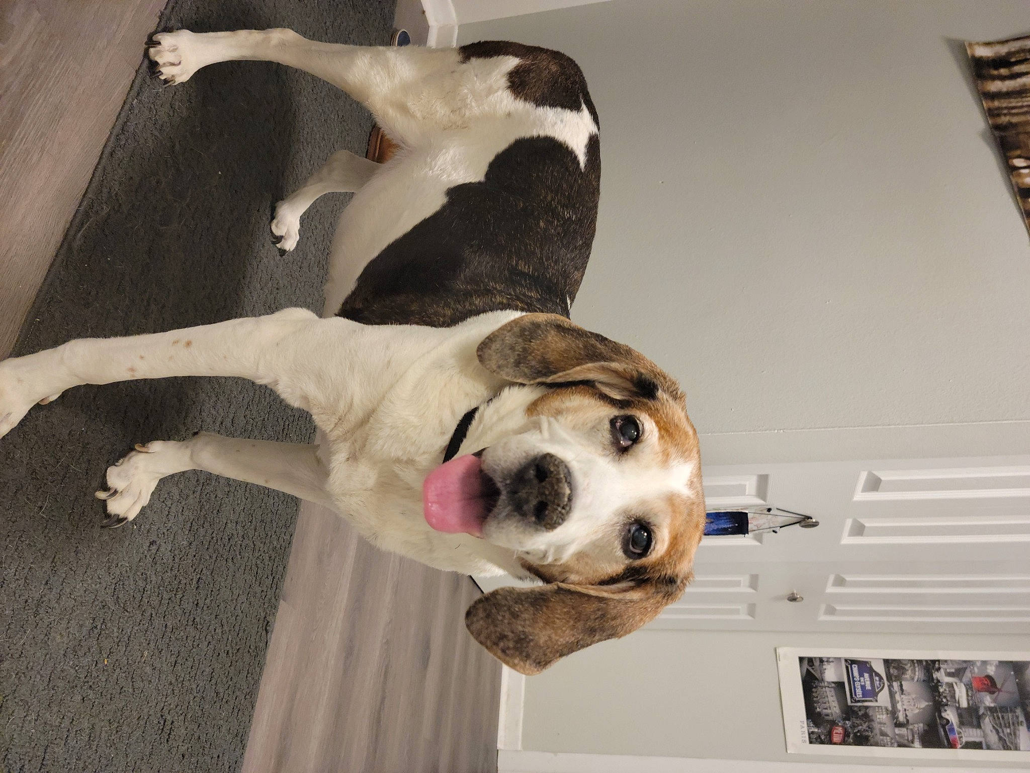 Dixie is registered to the contest to win money with this photo: canidae, carnivore, collar, comfort, companion_dog, dog, dog_breed, dog_collar, dog_supply, fawn, flooring, fur, paw, pet_supply, snout, sporting_group, tail, whiskers, wood, working_animal