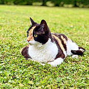 Folly participe au concours pour gagner de l'argent avec cette photo : animal, calico_cat, cat, daylight, ears, eyes, feline, field, fur_pattern, garden, grass, greenery, hedge, lying_down, mammal, nature, outdoor, pet, resting, whiskers