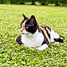 animal, calico_cat, cat, daylight, ears, eyes, feline, field, fur_pattern, garden, grass, greenery, hedge, lying_down, mammal, nature, outdoor, pet, resting, whiskers