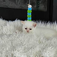 Sky is registered to the contest to win money with this photo: kitten, white_cat, fluffy_rug, toy, indoor, pet, cute, small, soft_texture, fur, animal, resting, cozy, calm, home, domestic, feline, young, adorable, sleepy