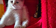 Sky is registered to the contest to win money with this photo: kitten, cat, white_cat, furry, pet, red_blanket, plush, soft, indoors, cute, animal, small, young, feline, cozy, comfort, resting, paw, whiskers, collar