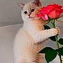 cat, white_cat, rose, flower, plant, pet, feline, cute, fluffy, indoor, nature, green_leaves, animal, close_up, soft_light, curious, paws, stem, pink, adorable