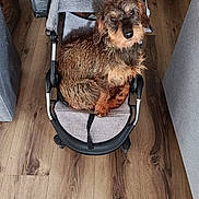 Liberty participe au concours pour gagner de l'argent avec cette photo : dog, puppy, pet, stroller, sitting, indoor, wooden_floor, small_dog, brown_fur, shaggy_fur, black_fur, floppy_ears, canine, companion_animal, portrait, top_view, home, furniture, hands, photography