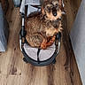 dog, puppy, pet, stroller, sitting, indoor, wooden_floor, small_dog, brown_fur, shaggy_fur, black_fur, floppy_ears, canine, companion_animal, portrait, top_view, home, furniture, hands, photography