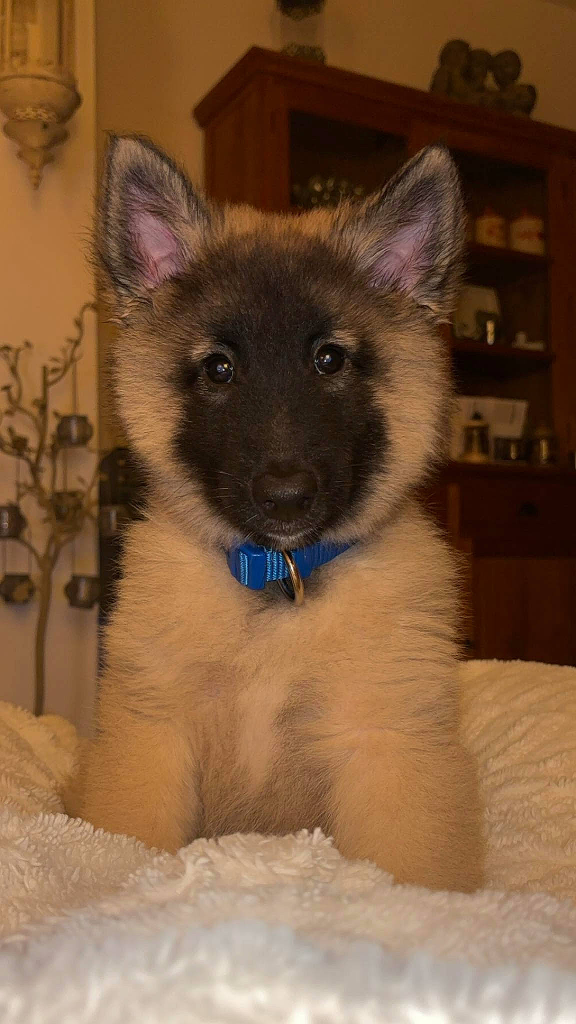 Taïgo participe au concours pour gagner de l'argent avec cette photo : bookcase, canidae, carnivore, companion_dog, dog, dog_breed, fawn, fur, non_sporting_group, shelf, snout, snow, sporting_group, terrestrial_animal, whiskers, working_animal