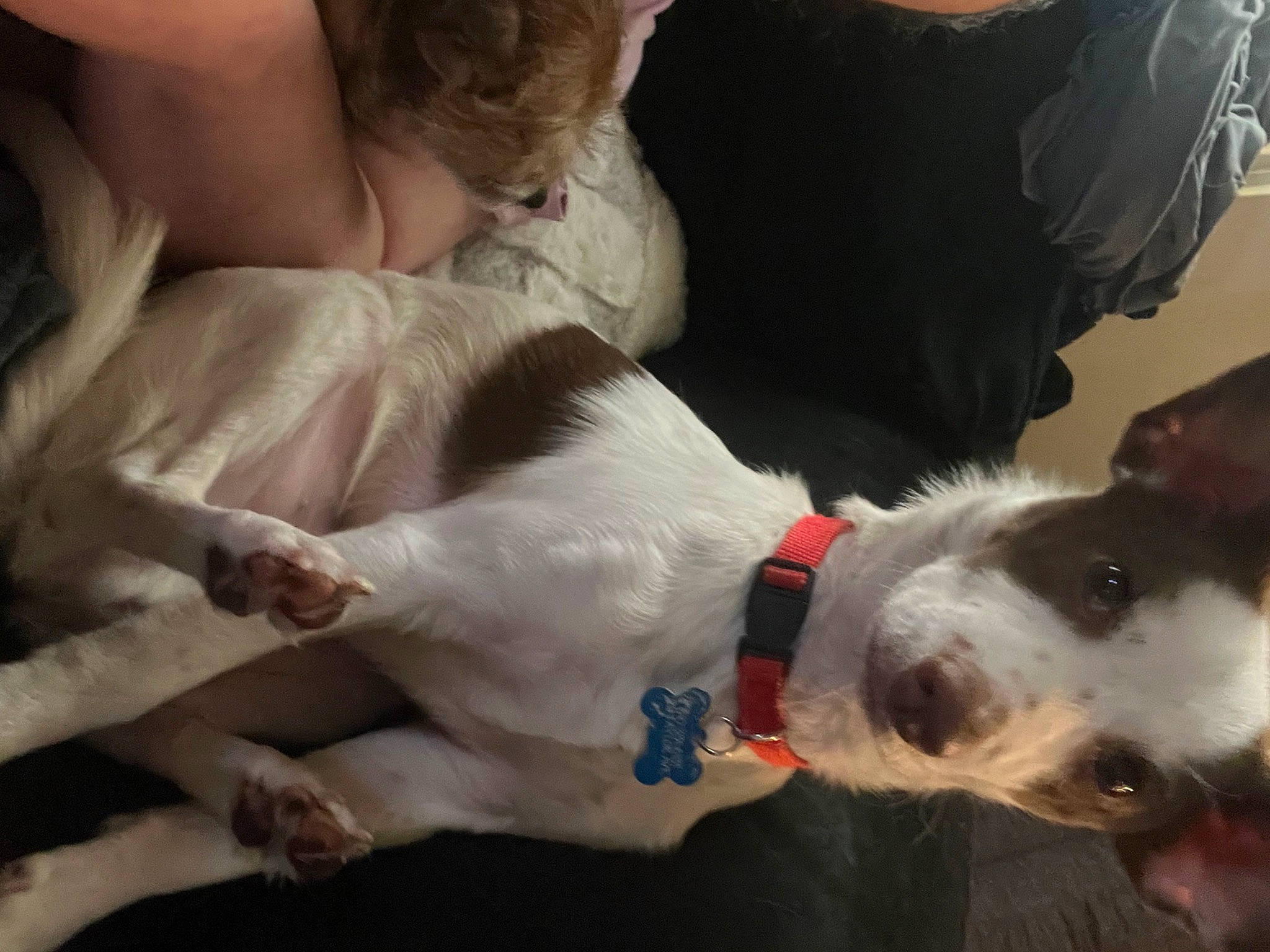 Bentley joined the competition — help win amazing prizes! carnivore, collar, comfort, companion_dog, dog, dog_breed, dog_collar, dog_supply, fawn, fur, guard_dog, leash, non_sporting_group, puppy_love, snout, sporting_group, terrier, whiskers, working_animal