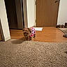 animal, apartment, bow, carpet, clothing, curious, cute, dog, door, floor, home, indoor, leopard_print, pet, pink, refrigerator, slippers, small_dog, standing, wooden_floor