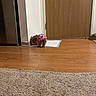 animal, canine, carpet, cozy, curious, dog, domestic_animal, door, floor, home, indoor, interior, leopard_print, pee_pad, pet, pink_sweater, puppy, small_dog, sniffing, wooden_floor