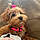 Cookie