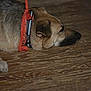 bandana, brown, canine, close_up, collar, dog, domestic_animal, ear, fur, indoor, lying_down, paw, pet, portrait, relaxed, resting, side_view, sleeping, snout, wooden_floor