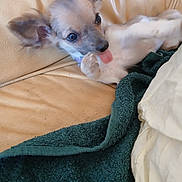 Bella participe au concours pour gagner de l'argent avec cette photo : dog, puppy, small_dog, tongue_out, ears, couch, leather, towel, blanket, pet, cute, relaxed, indoors, fur, animal, playful, lying_down, domestic_animal, tongue, resting