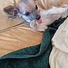 dog, puppy, small_dog, tongue_out, ears, couch, leather, towel, blanket, pet, cute, relaxed, indoors, fur, animal, playful, lying_down, domestic_animal, tongue, resting