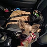 accessory, animal, bag, blanket, car_interior, companion, console, cozy, curious, cute, dog, ears, harness, indoor, leather_seat, looking_up, pet, seat, small_dog, transportation