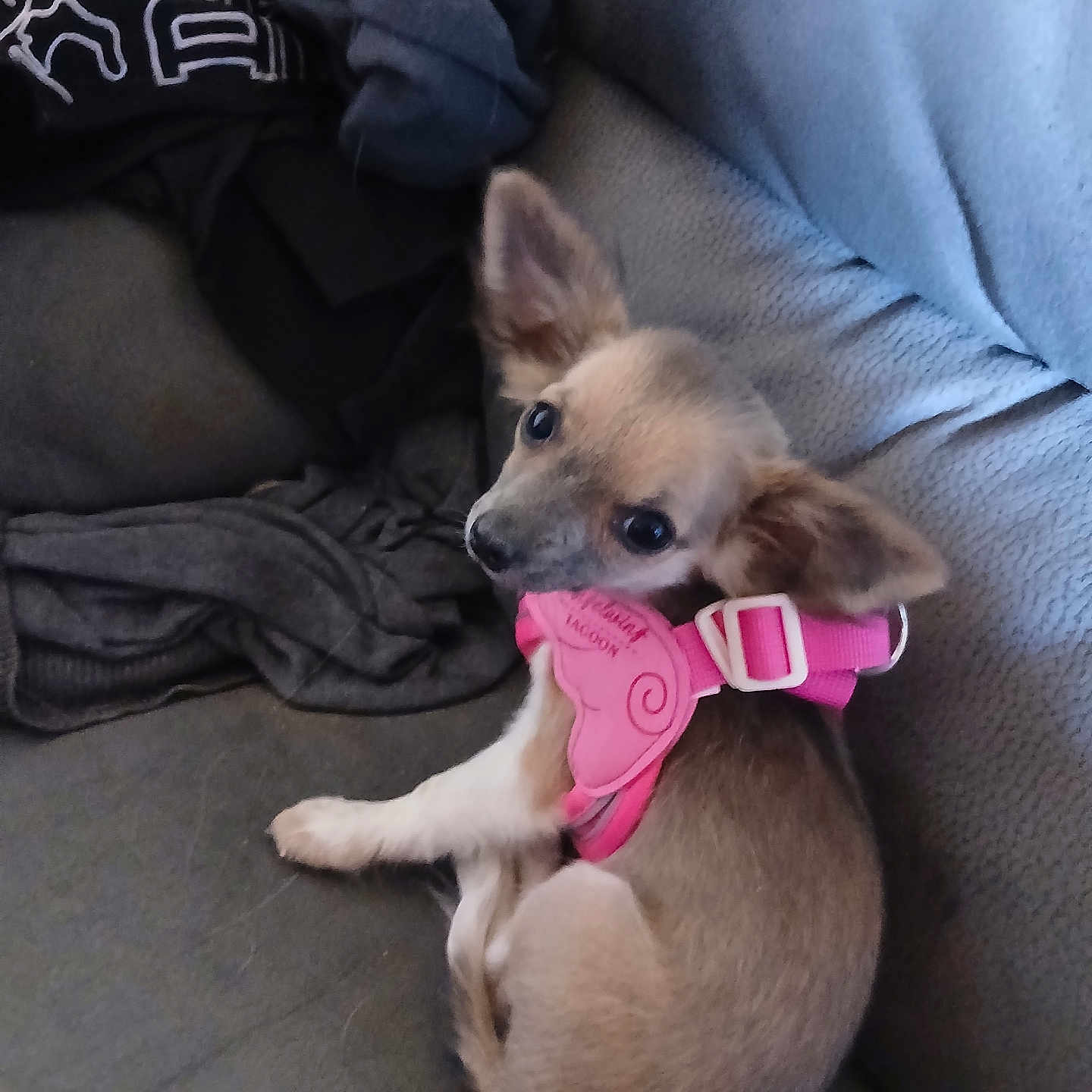 Bella