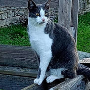 Shelby a rejoint le concours — aidez-le/la à gagner de superbes lots ! alert, animal, bench, cat, curious, daylight, ears, feline, fur, gray_and_white_cat, green_grass, nature, outdoor, pet, rustic, sitting, stone_wall, whiskers, wood_texture, wooden_beams