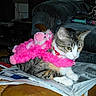 Happy is registered to the contest to win money with this photo: cat, kitten, pet, animal, feline, costume, pink, fuzzy, toy, newspaper, indoors, couch, furniture, sitting, lying_down, collar, red_collar, white_paws, tabby, portrait