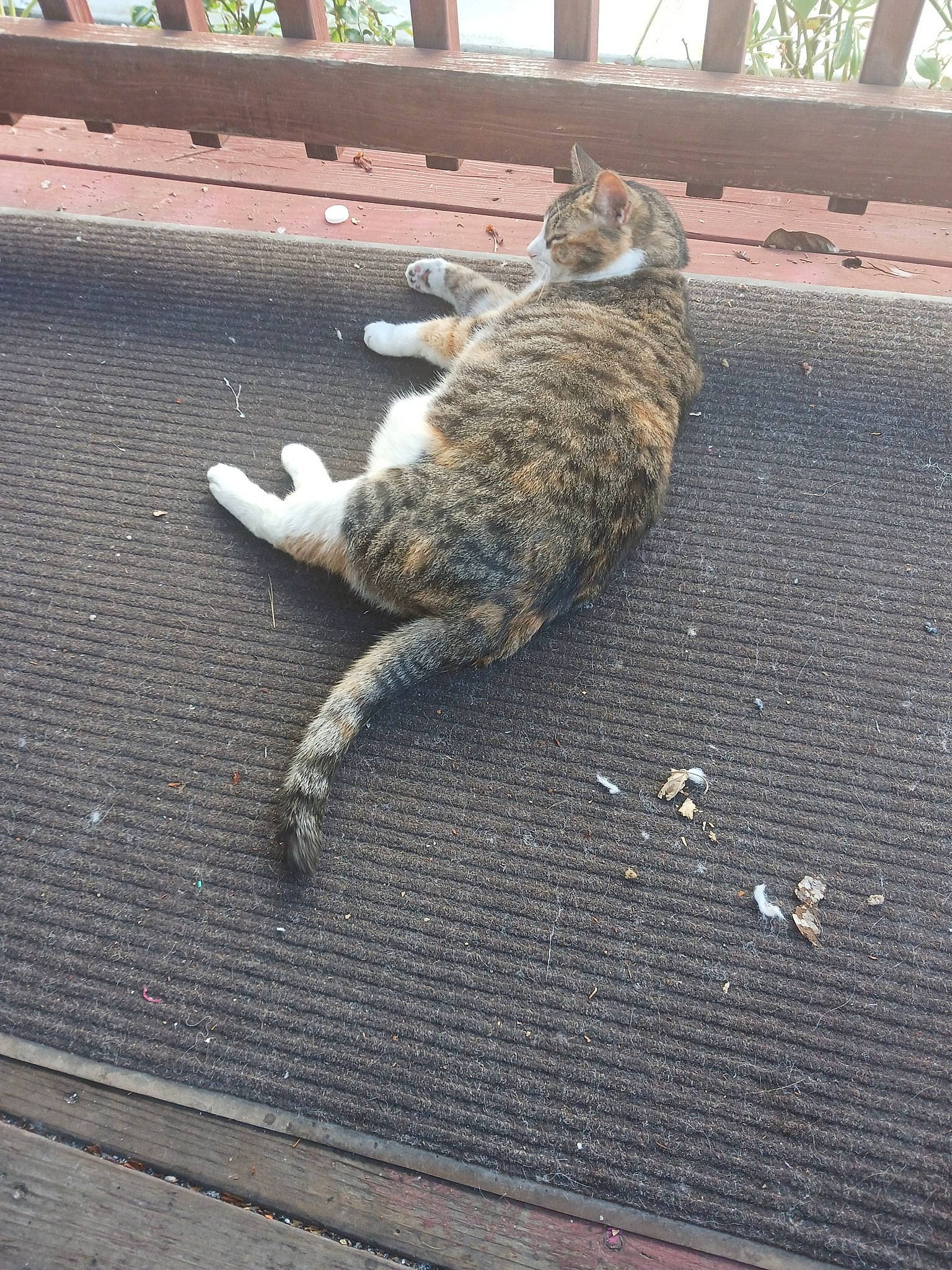 Happy joined the competition — help win amazing prizes! asphalt, carnivore, cat, claw, domestic_short_haired_cat, felidae, flooring, fur, grey, paw, road_surface, small_to_medium_sized_cats, snout, tail, terrestrial_animal, whiskers, wildlife, wood