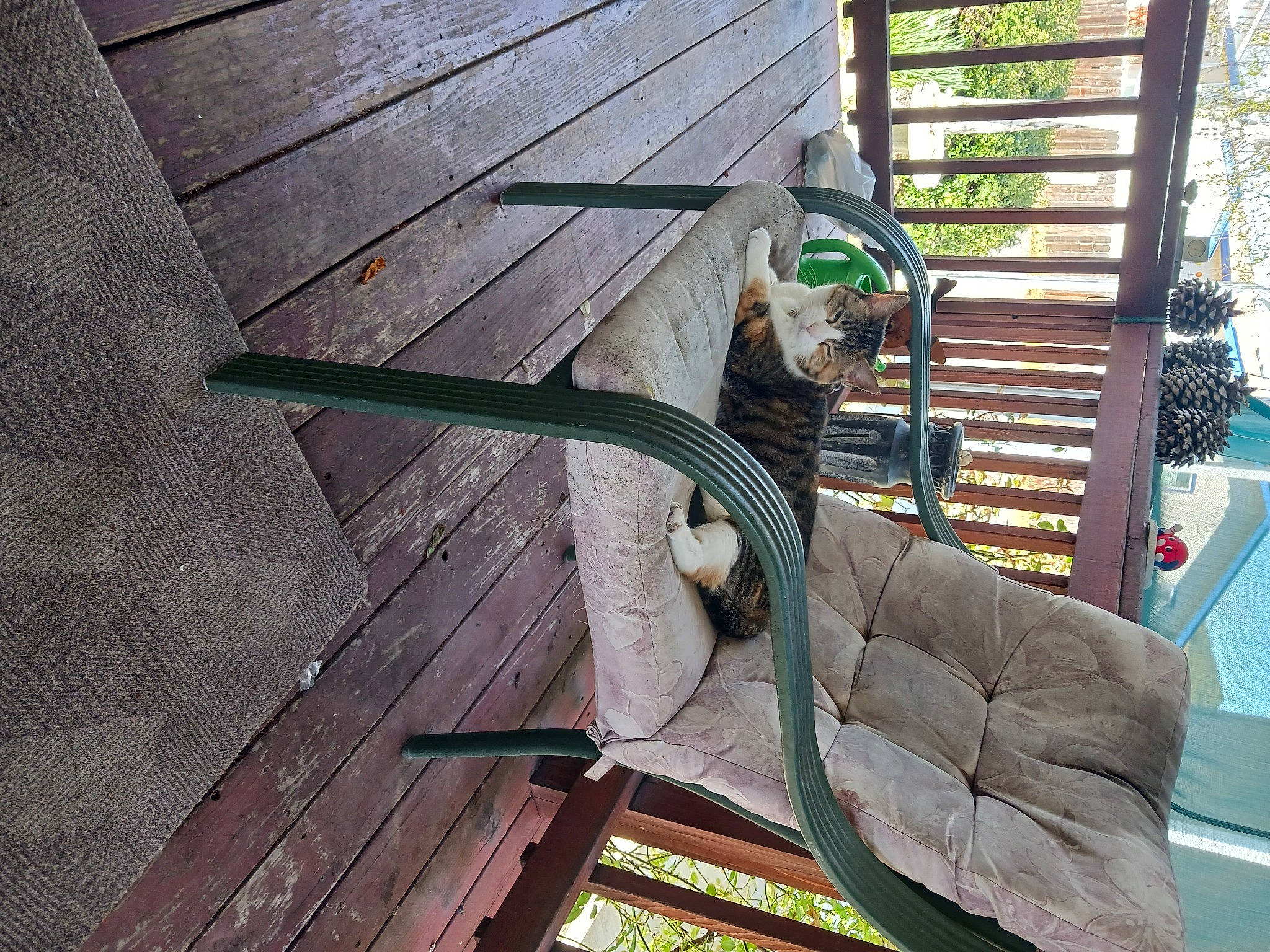 Happy joined the competition — help win amazing prizes! armrest, deck, flooring, hardwood, house, leisure, lumber, metal, natural_material, outdoor_furniture, outdoor_structure, plank, plant, plywood, porch, room, tree, wood, wood_flooring, wood_stain