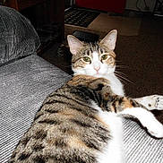 Happy is registered to the contest to win money with this photo: cat, pet, animal, tabby, calico, white_fur, striped_fur, green_eyes, whiskers, ears, paws, lying_down, lounging, couch, sofa, indoor, living_room, portrait, relaxed, funny