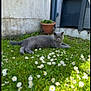 cat, gray_cat, grass, flowers, daisies, garden, outdoor, plant_pot, terracotta_pot, greenery, pet, animal, relaxed, lying_down, nature, sunlight, backyard, furniture, chair, calm