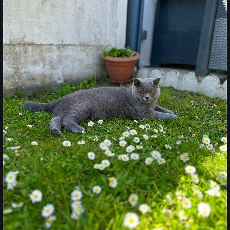 Ulia participe au concours pour gagner de l'argent avec cette photo : animal, backyard, calm, cat, chair, daisies, flowers, furniture, garden, grass, gray_cat, greenery, lying_down, nature, outdoor, pet, plant_pot, relaxed, sunlight, terracotta_pot