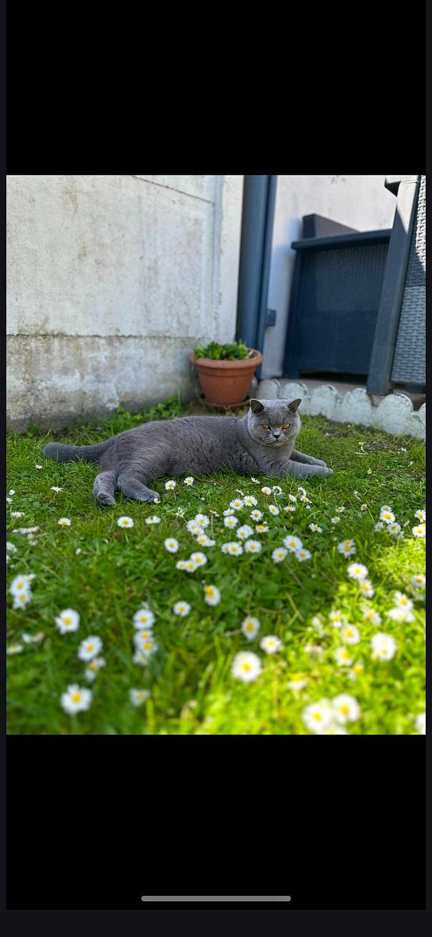 Ulia participe au concours pour gagner de l'argent avec cette photo : cat, gray_cat, grass, flowers, daisies, garden, outdoor, plant_pot, terracotta_pot, greenery, pet, animal, relaxed, lying_down, nature, sunlight, backyard, furniture, chair, calm