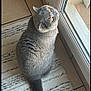 Ulia a rejoint le concours — aidez-le/la à gagner de superbes lots ! cat, gray_cat, orange_eyes, indoor, rug, tile_floor, window, glass_door, curious, pet, feline, sitting, fluffy, domestic_animal, looking_up, tail, fur, home, natural_light, close_up