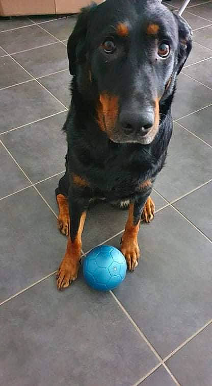 Nancy a rejoint le concours — aidez-le/la à gagner de superbes lots ! canidae, carnivore, companion_dog, dog, dog_breed, flooring, guard_dog, hound, hunting_dog, rottweiler, snout, sporting_group, tile_flooring, working_animal, working_dog