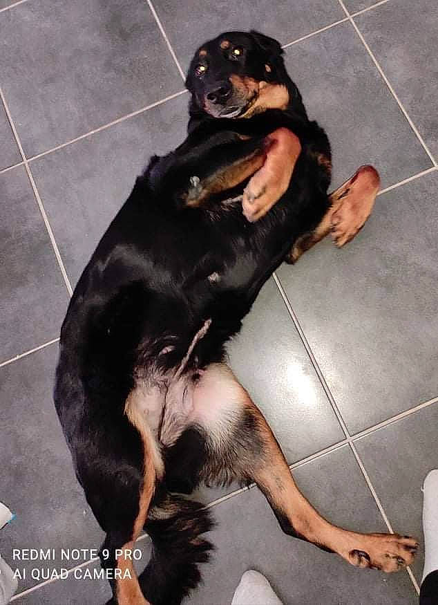 Nancy a rejoint le concours — aidez-le/la à gagner de superbes lots ! borador, canidae, carnivore, companion_dog, dog, dog_breed, dog_supply, fawn, flooring, foot, fur, guard_dog, paw, road_surface, snout, sporting_group, tail, terrestrial_animal, tile_flooring, working_animal