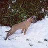 Naïka a rejoint le concours — aidez-le/la à gagner de superbes lots ! broholmer, carnivoran, dog, dog_breed, dog_like_mammal, freezing, snow, sporting_group, weimaraner, winter