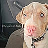 animal, blue_eyes, car_interior, car_seat, close_up, collar, companion, cute, dog, domestic_animal, fur, indoors, leash, looking, mammal, pet, pink_nose, puppy, sitting, young_dog
