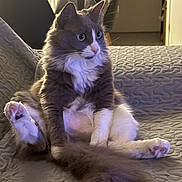 Arya a rejoint le concours — aidez-le/la à gagner de superbes lots ! cat, gray_cat, white_paws, fluffy_tail, sitting, indoor, couch, textured_blanket, wide_eyes, alert, pet, domestic_cat, feline, fur, whiskers, pink_paw_pads, household, curious, relaxed, animal