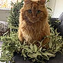 cat, couch, cozy, domestic_cat, feline, fluffy, ginger_cat, green_eyes, greenery, home, indoor, leaves, long_hair, pet, plant, portrait, sitting, whiskers, window, wreath