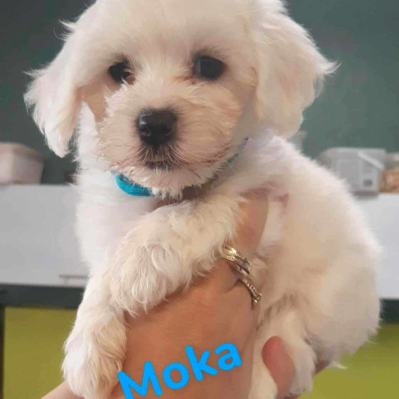 Moka