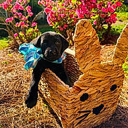Boudreaux joined the competition — help win amazing prizes! puppy, black_dog, ribbon, basket, woven_basket, bunny_shape, flowers, pink_flowers, pine_straw, outdoor, sunlight, cute, animal, pet, nature, garden, spring, young_dog, decorative_basket, playful