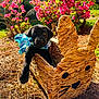 puppy, black_dog, ribbon, basket, woven_basket, bunny_shape, flowers, pink_flowers, pine_straw, outdoor, sunlight, cute, animal, pet, nature, garden, spring, young_dog, decorative_basket, playful