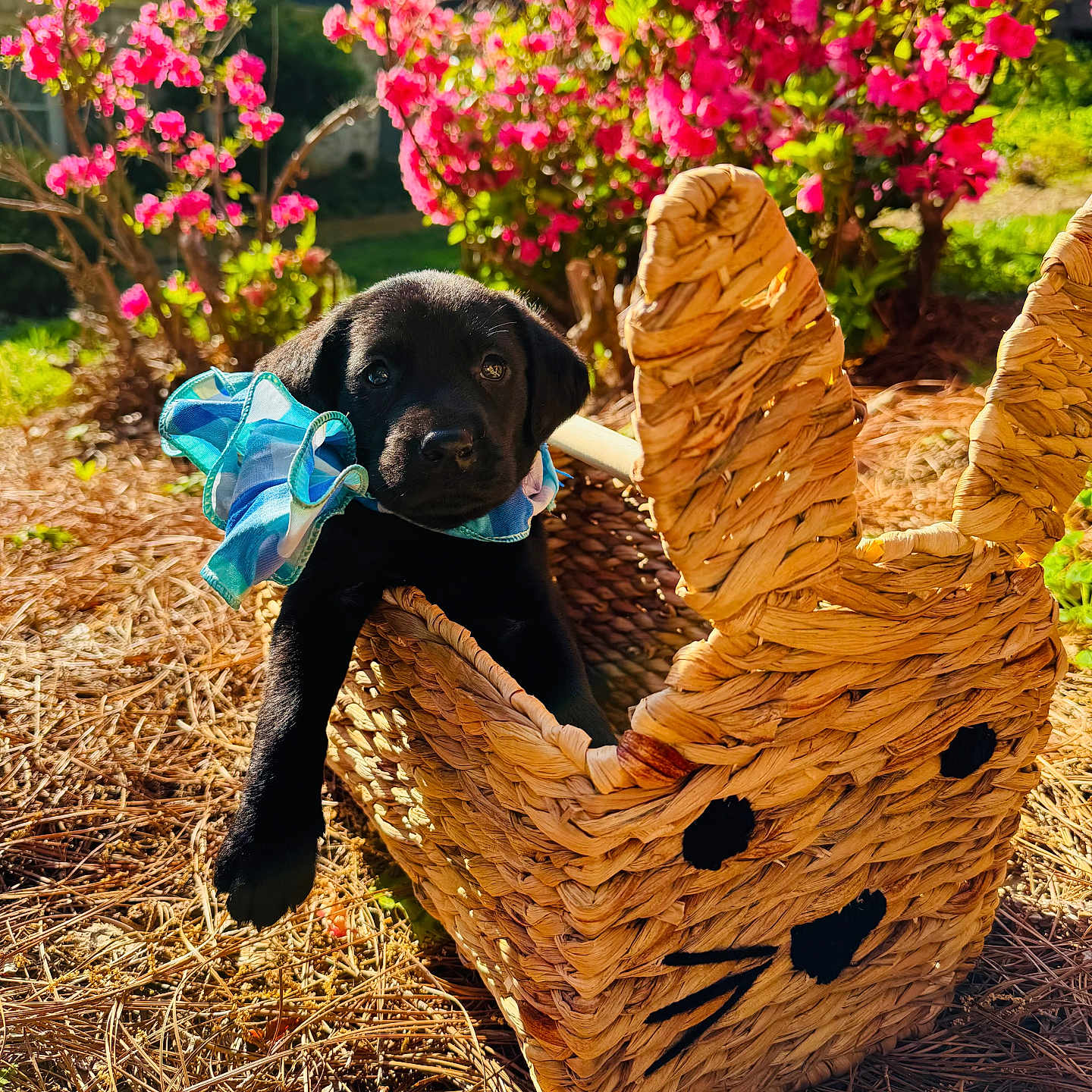 Boudreaux joined the competition — help win amazing prizes! animal, basket, black_dog, bunny_shape, cute, decorative_basket, flowers, garden, nature, outdoor, pet, pine_straw, pink_flowers, playful, puppy, ribbon, spring, sunlight, woven_basket, young_dog