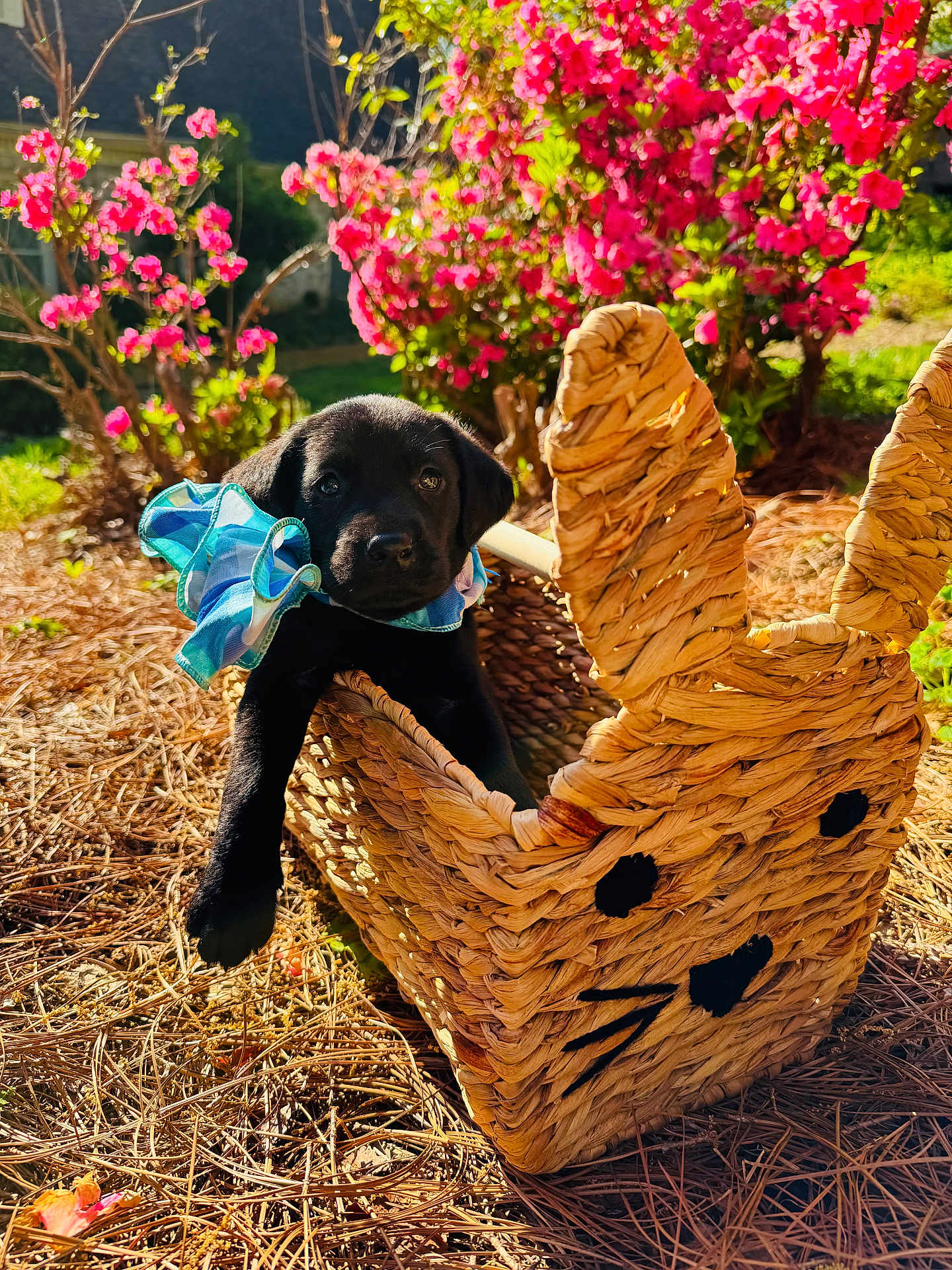 Boudreaux joined the competition — help win amazing prizes! puppy, black_dog, ribbon, basket, woven_basket, bunny_shape, flowers, pink_flowers, pine_straw, outdoor, sunlight, cute, animal, pet, nature, garden, spring, young_dog, decorative_basket, playful