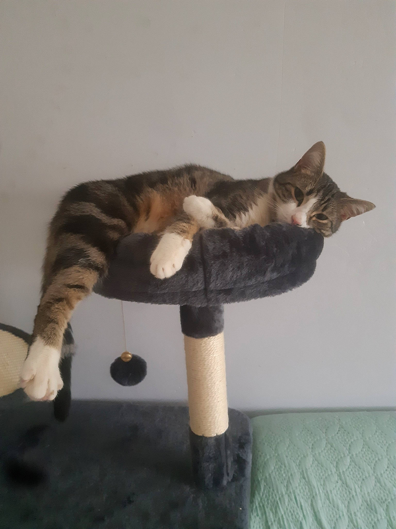 Gregory a rejoint le concours — aidez-le/la à gagner de superbes lots ! american_wirehair, asian, carnivore, cat, domestic_short_haired_cat, european_shorthair, fawn, felidae, fur, kitten, polydactyl_cat, small_to_medium_sized_cats, tabby_cat, tail, whiskers