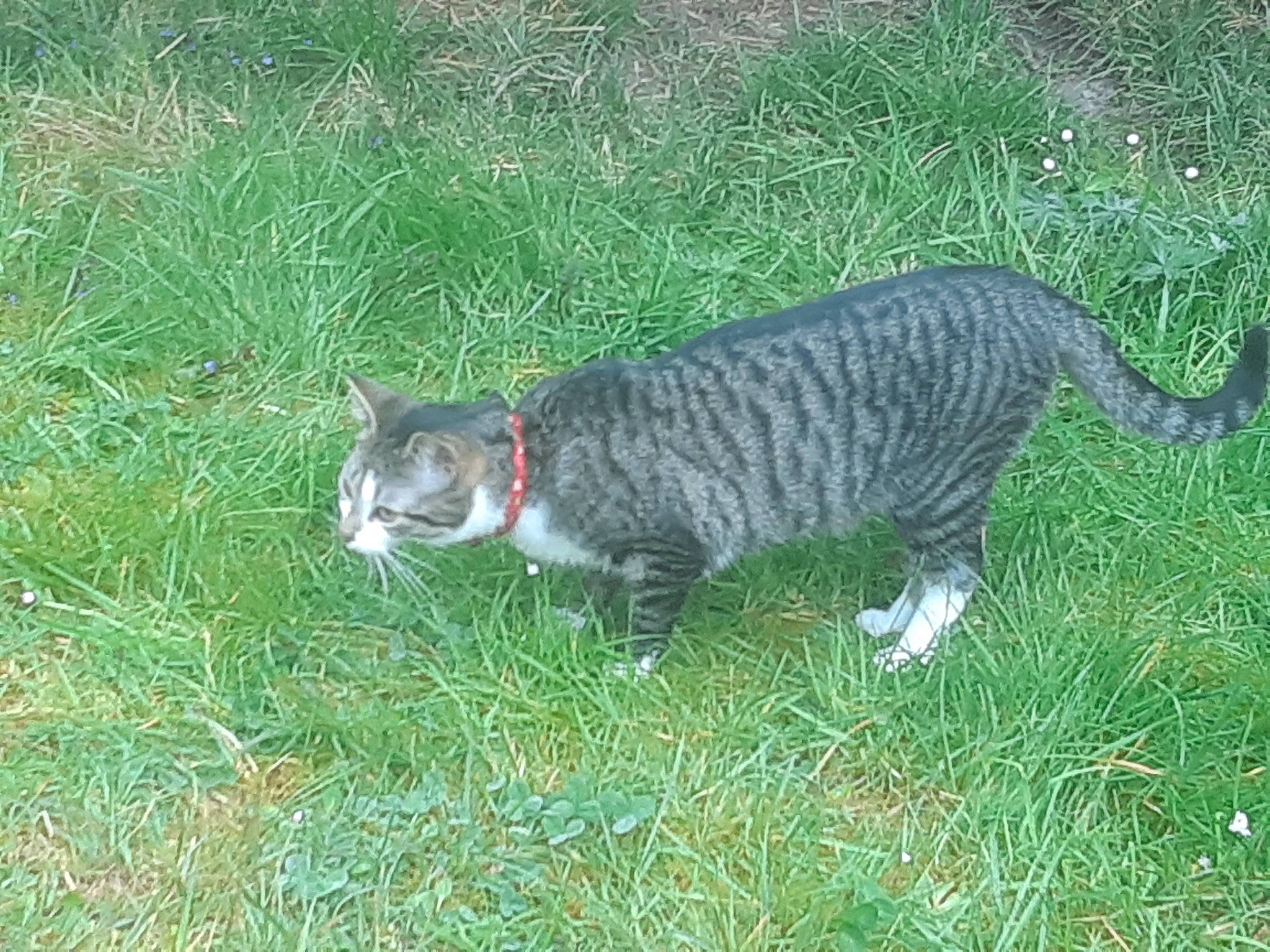 Lenny a rejoint le concours — aidez-le/la à gagner de superbes lots ! carnivore, cat, domestic_short_haired_cat, european_shorthair, felidae, grass, mammal, plant, small_to_medium_sized_cats, tabby_cat, tail, vertebrate, whiskers, wild_cat