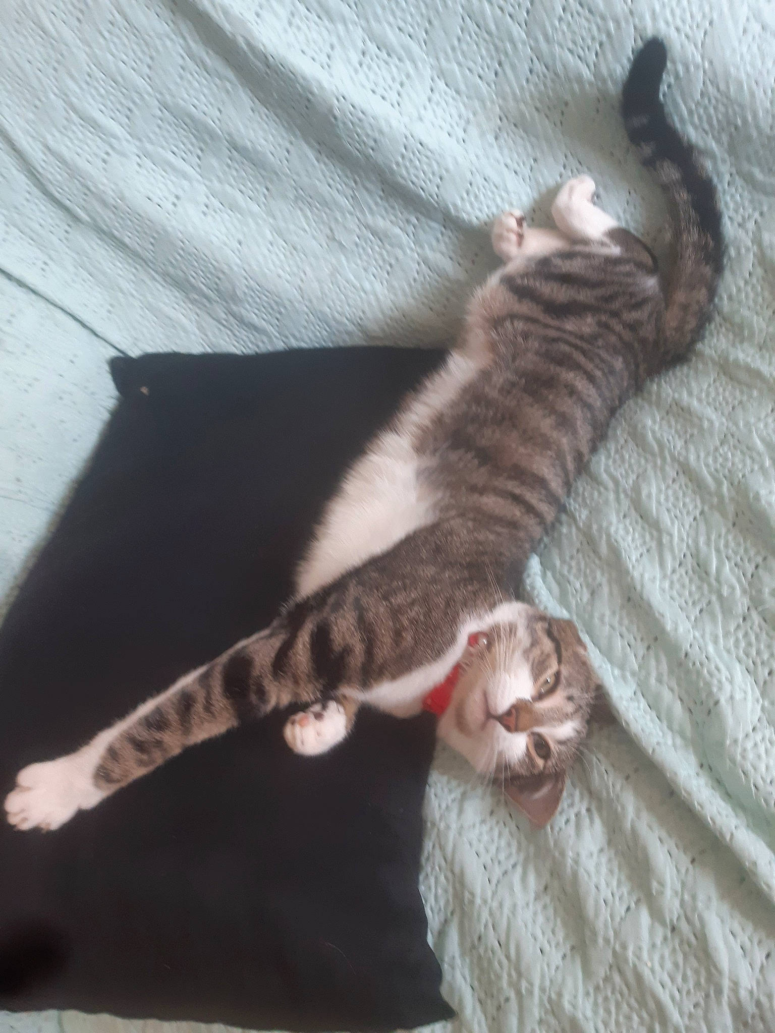 Lenny participe au concours pour gagner de l'argent avec cette photo : carnivore, cat, claw, domestic_short_haired_cat, dragon_li, egyptian_mau, european_shorthair, fawn, felidae, fur, german_rex, kitten, oriental_longhair, paw, polydactyl_cat, small_to_medium_sized_cats, tabby_cat, tail, whiskers