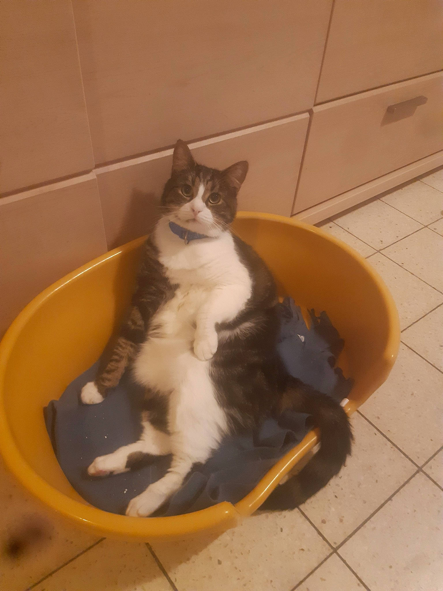 Tommy a rejoint le concours — aidez-le/la à gagner de superbes lots ! carnivore, cat, domestic_short_haired_cat, european_shorthair, felidae, kitten, plumbing_fixture, small_to_medium_sized_cats, snowshoe, tail, whiskers