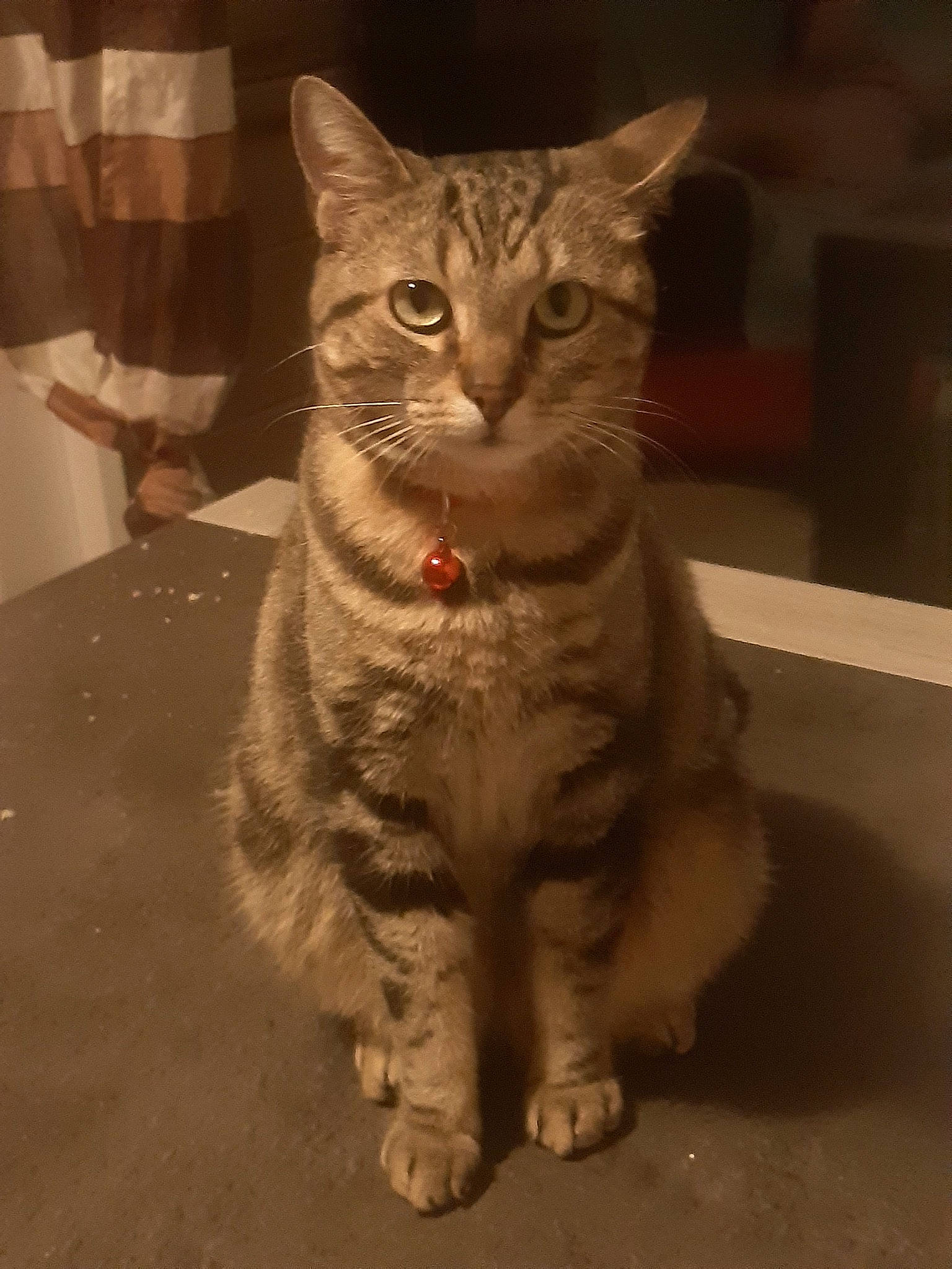 Jimmy a rejoint le concours — aidez-le/la à gagner de superbes lots ! aegean_cat, american_shorthair, american_wirehair, arabian_mau, asian, california_spangled, carnivore, cat, domestic_short_haired_cat, dragon_li, egyptian_mau, european_shorthair, felidae, mammal, ocicat, small_to_medium_sized_cats, snout, tabby_cat, vertebrate, whiskers