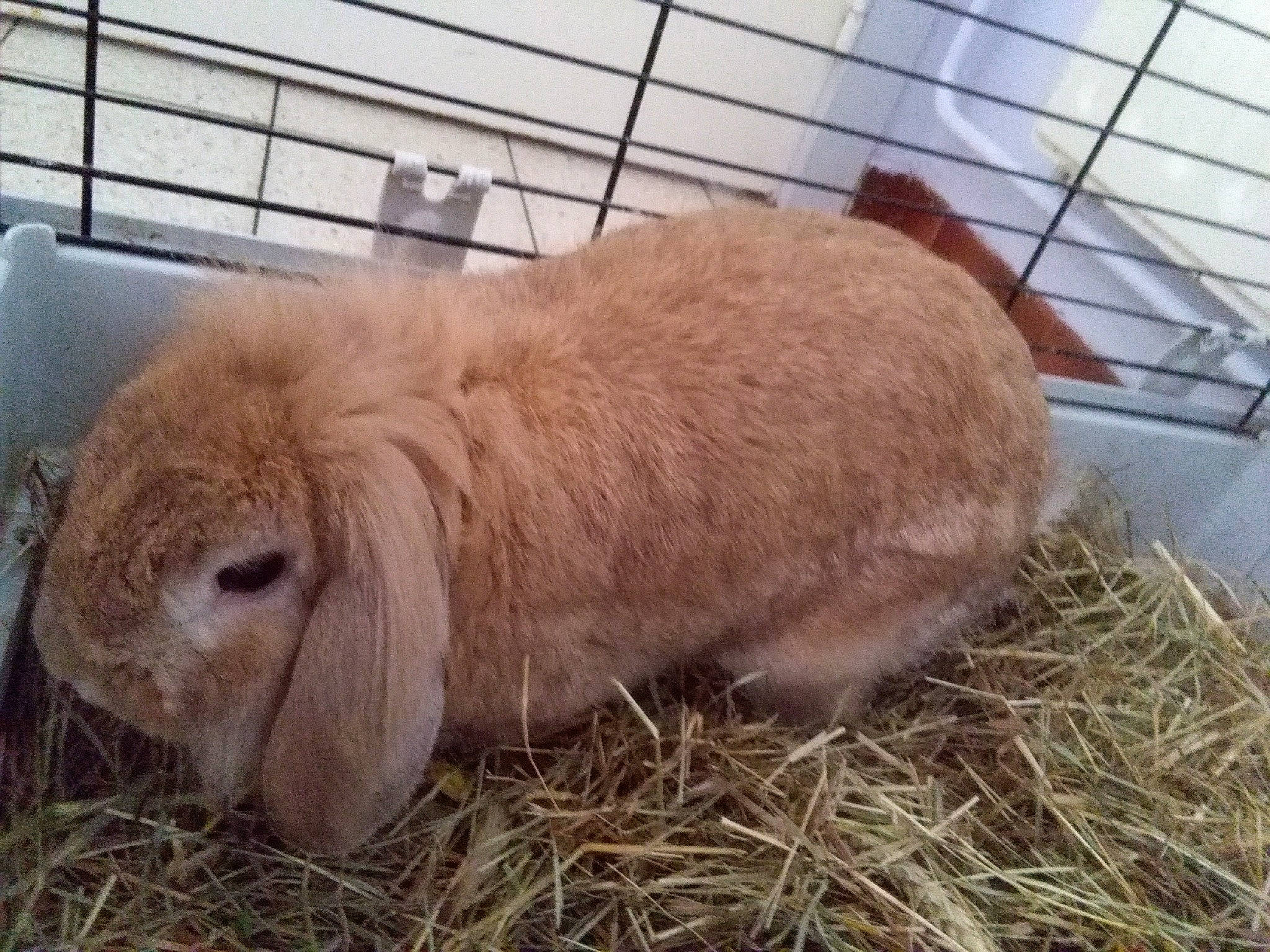 Sofiane participe au concours pour gagner de l'argent avec cette photo : animal_shelter, cage, domestic_rabbit, ear, fawn, hare, mammal, organism, rabbit, rabbits_and_hares