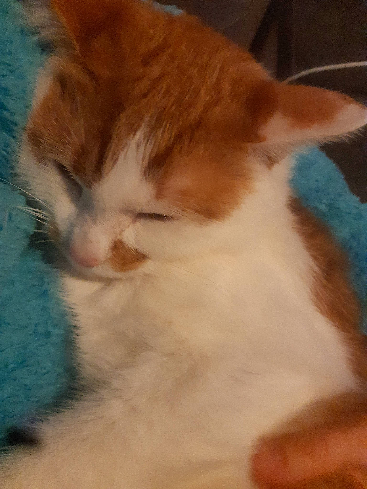 Ezekiel a rejoint le concours — aidez-le/la à gagner de superbes lots ! aegean_cat, carnivore, cat, domestic_short_haired_cat, ear, european_shorthair, fawn, felidae, fur, kitten, mammal, nose, small_to_medium_sized_cats, snout, tail, turkish_van, whiskers