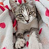 kitten, cat, pet, animal, feline, paws, blanket, cozy, cute, domestic_animal, fur, whiskers, ears, resting, indoor, young, closeup, soft, comfort, sleepy
