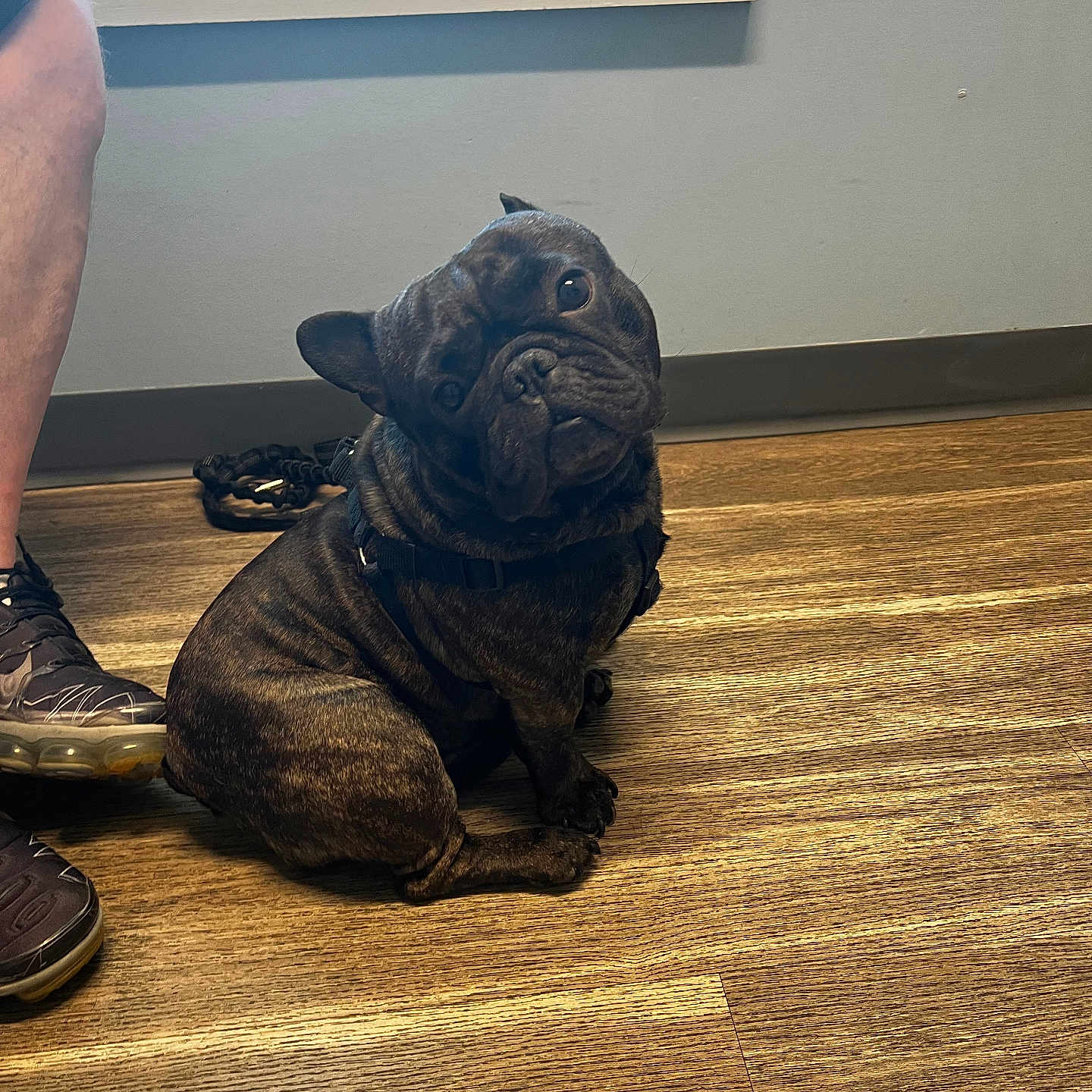 Bubba joined the competition — help win amazing prizes! adult, animal, bulldog, canine, clothing, dog, footwear, frenchbulldog, hardwood, indoors, interiordesign, male, man, person, pet, pitbull, puppy, shoe, stainedwood, wood